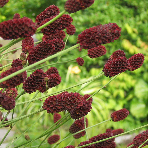 Krvavec lekársky-(Sanguisorba officinalis L.) / živá bylinka, rastlinka v kvetináči